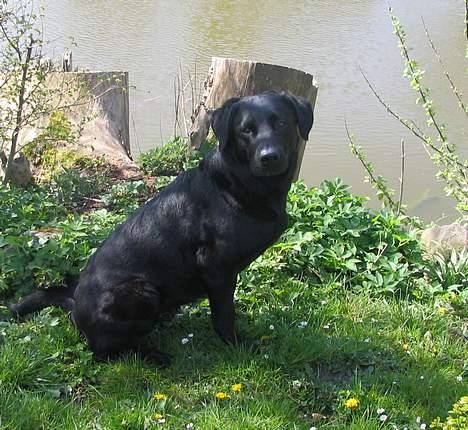 Labrador retriever Pepper - her er hun ifær med at se på nogle fugle  billede 2