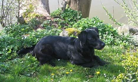 Labrador retriever Pepper - og der er mange andre dyr ude i haven end pepper ude i haven billede 3