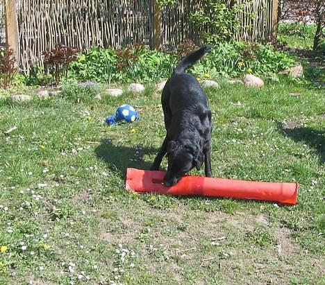 Labrador retriever Pepper - den leger lidt med sit ynglins legetøj billede 4