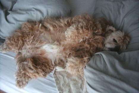 Amerikansk cocker spaniel da-nillo ( nillo )(død) - sådan er det at være hund her i huset........ billede 4