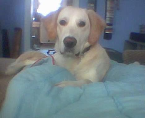 Golden retriever Chester - Sengen er min! Jeg lagde her først... billede 1