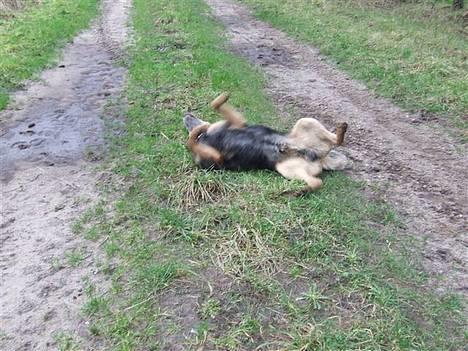 Australsk cattledog Gizmo  billede 1