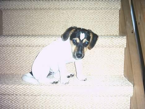 Jack russell terrier Gucci billede 1