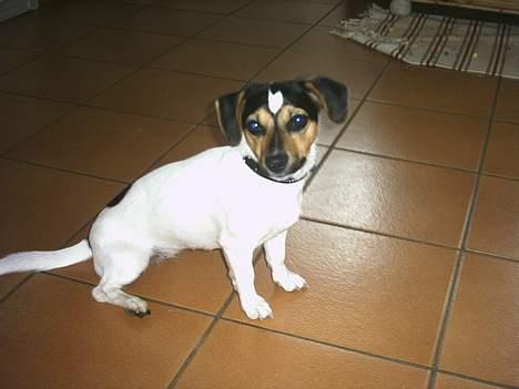 Jack russell terrier Gucci - Gucci på hendes 1 års fødselsdag billede 2