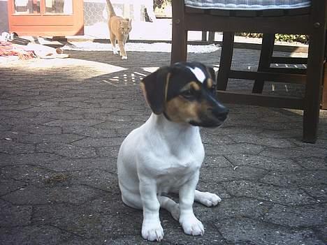 Jack russell terrier Gucci billede 3