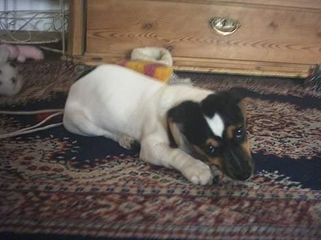 Jack russell terrier Gucci billede 4