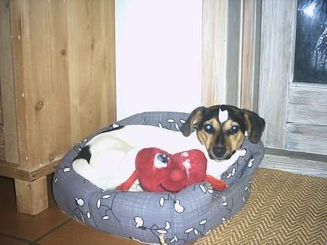 Jack russell terrier Gucci billede 5