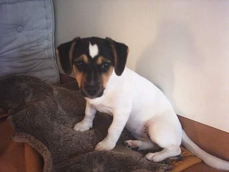 Jack russell terrier Gucci billede 6