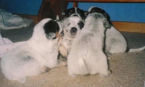 Australsk cattledog Dinky - Hvalpe fra Dinkys første kuld billede 3