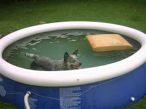 Australsk cattledog Dinky - Jeg troede jeg købte en pool til børnene.... billede 4