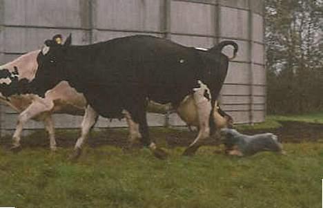 Australsk cattledog Dinky billede 5