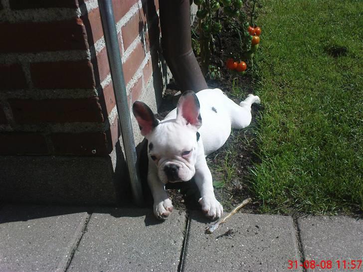 Fransk bulldog Malou - Se mig! billede 1