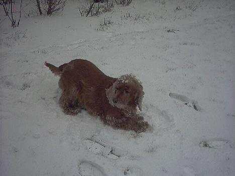 Cocker spaniel Mikkel - R.I.P billede 1