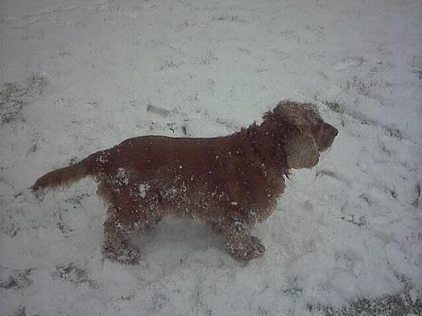 Cocker spaniel Mikkel - R.I.P billede 3