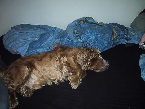 Cocker spaniel Mikkel - R.I.P - Det klør, og så er det sjovt når der kommer mange hundehår på sengen, så bliver Lisette rigtig sur.. hehe billede 5