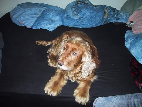 Cocker spaniel Mikkel - R.I.P - Elsker at ligge i sengen.. :) billede 6