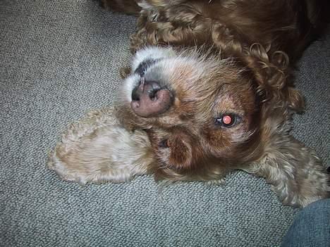 Cocker spaniel Mikkel - R.I.P billede 7