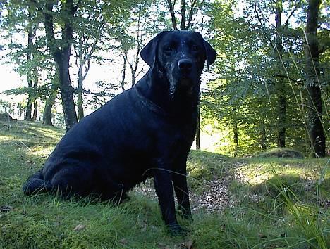 Labrador retriever Hubert`s Hugin - Lidt beskidt - men stadig dejligt *ss* billede 15