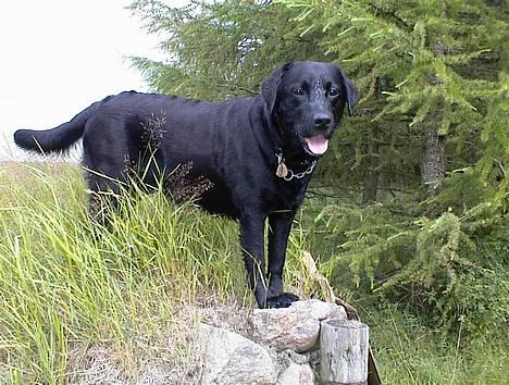 Labrador retriever Hubert`s Hugin - Hugin i skoven billede 16
