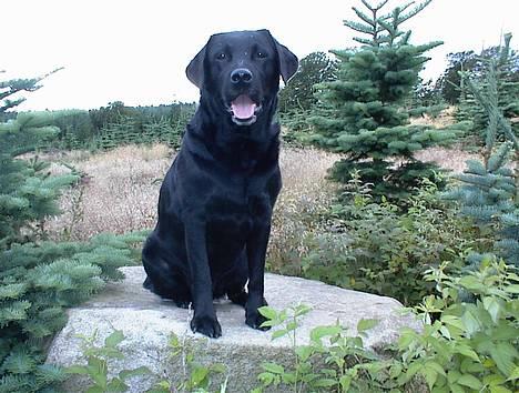 Labrador retriever Hubert`s Hugin - En glad dreng :o)) billede 17