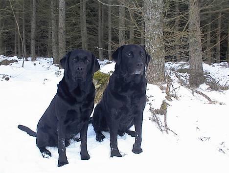Labrador retriever Hubert`s Hugin - Emil & Hugin nyder sne`en. billede 18