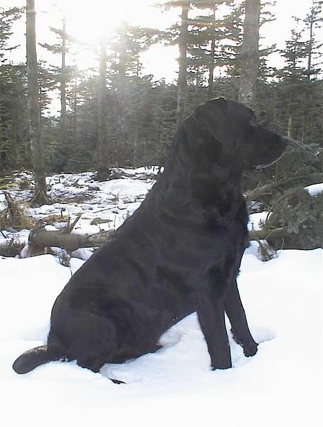 Labrador retriever Hubert`s Hugin - Min skønne dreng  billede 19
