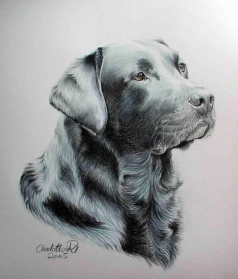 Labrador retriever Hubert`s Hugin - Hugin smukt foreviget af Charlotte  billede 20