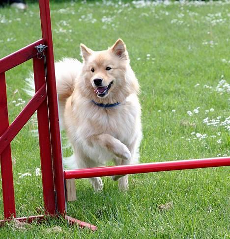 Finsk lapphund Kuopio Lucas (Himmelhund) billede 1