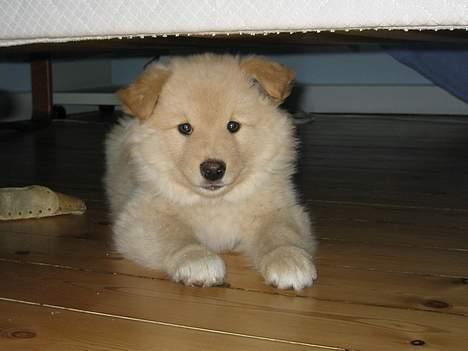 Finsk lapphund Kuopio Lucas (Himmelhund) - Lige kommet hjem til os 8 uger gammel billede 2