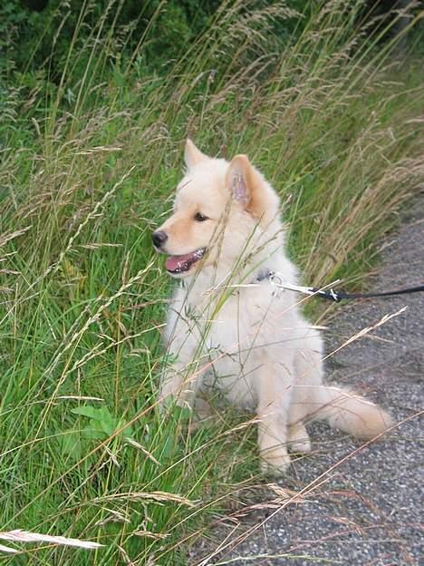 Finsk lapphund Kuopio Lucas (Himmelhund) - Den første tur i Vestskoven ved Albertslund juli 2004 billede 3