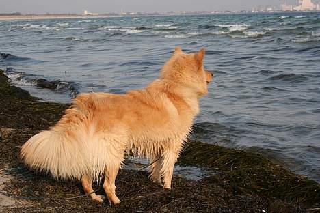 Finsk lapphund Kuopio Lucas (Himmelhund) - Spejder over Øresund april 2005 billede 4