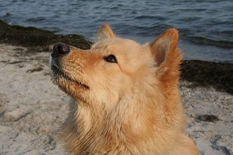 Finsk lapphund Kuopio Lucas (Himmelhund) - Det er fedt at være ved stranden  billede 5