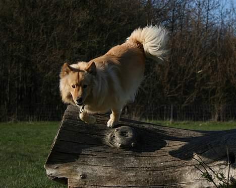 Finsk lapphund Kuopio Lucas (Himmelhund) - "Her kommer jeg" billede 6