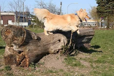 Finsk lapphund Kuopio Lucas (Himmelhund) - "Se jeg kan flyve" billede 7