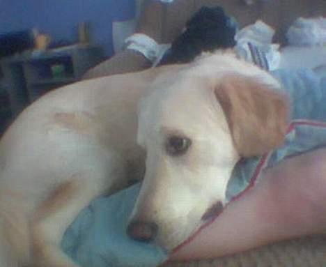 Golden retriever Chester - Bare ligge i sengen, se tv og slappe af... Det er livet billede 2