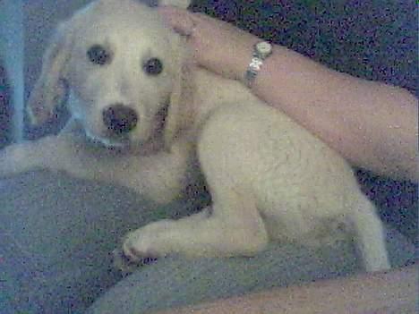 Golden retriever Chester - Her er Chester da jeg lige havde fået ham kun 12 uger gammel billede 3