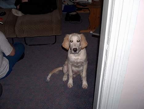 Golden retriever Chester - Er jeg ikke bare køn???? billede 4