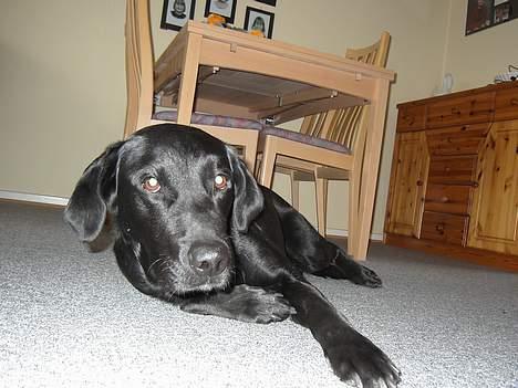 Labrador retriever Dundee - heiii mor  billede 1