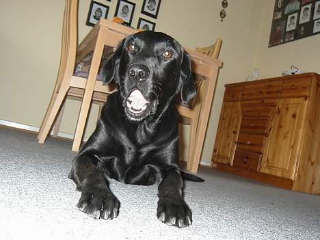 Labrador retriever Dundee - hov , hvad laver du ..... ??? billede 2