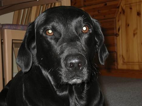 Labrador retriever Dundee - aiii ,SKAL jeg ligge her og se sød ud ??? må jeg ikk godt komme hen og kigge på den dims du har i hånden ???   billede 3