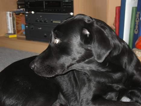 Labrador retriever Dundee - hov , hvad var det ????  billede 4