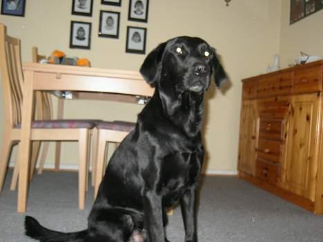 Labrador retriever Dundee - hei hei :D billede 5