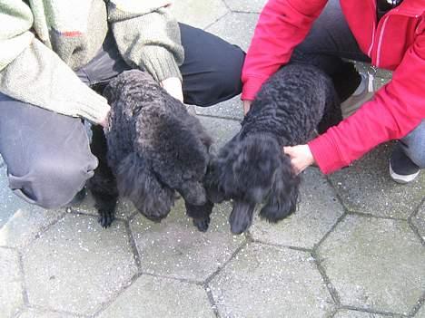 Mellempuddel Liva - Sammen med mor billede 10