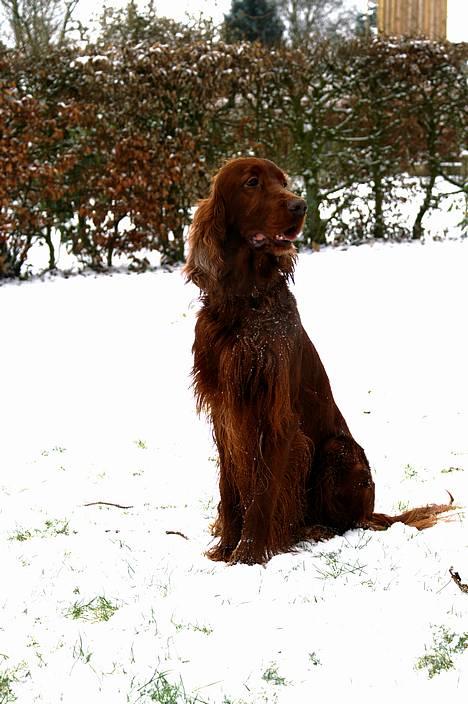 Irsk setter Apollo - vores engel  - Apollo sidende billede 2