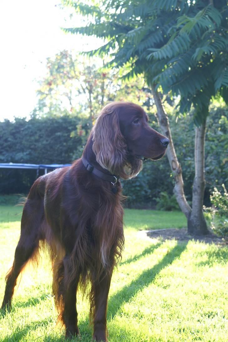 Irsk setter Apollo - vores engel  - Apollo kronet som konge billede 3