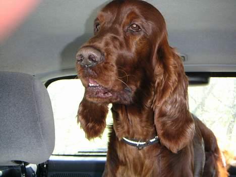 Irsk setter Apollo - vores engel  - Apollo på farten billede 4