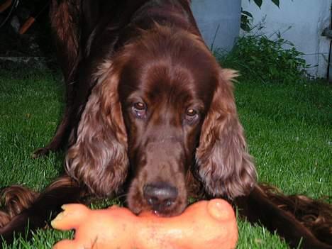 Irsk setter Apollo - vores engel  - Apollo vil ikke aflevere efter en aport billede 5