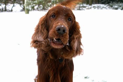 Irsk setter Apollo - vores engel  - Apollo og far flader ud i fjernsynsstolen billede 6