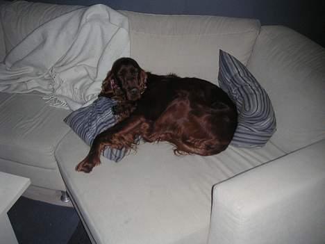 Irsk setter Apollo - vores engel  - Apollo taget på færsk gerning i sofaen kl 6.00  billede 7