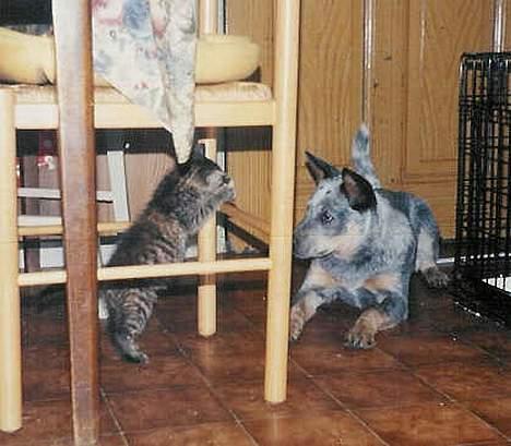 Australsk cattledog Dinky - Den ser nu lidt farlig ud den kat.... billede 6